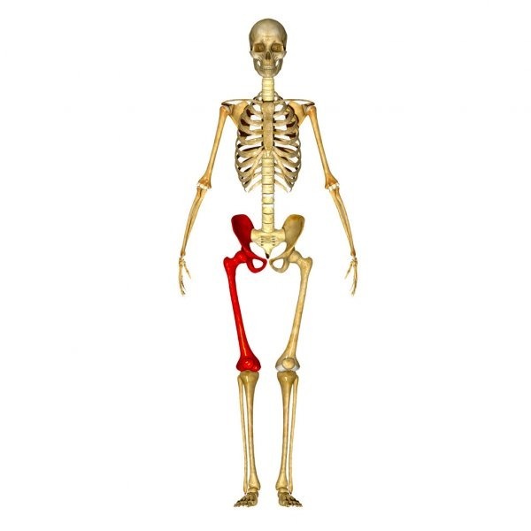 Quel est l’os le plus résistant du corps humain ?