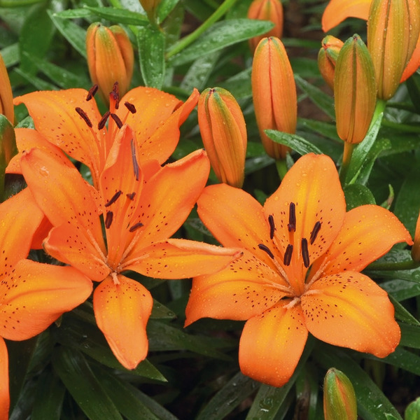 Donnez le nom usuel, le nom botanique et la famille de cette fleur ?