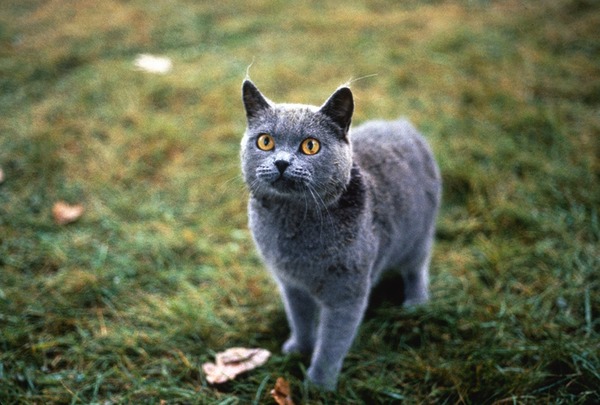 Quel est le nom du chat de la famille Creed dans le roman Simetierre ?