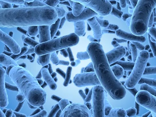 Quelles bactéries symbiotiques vivent dans les cellules de la faune des suintements froids ?