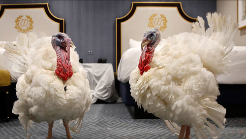 What are the names of the two pardoned turkeys of 2018 ?