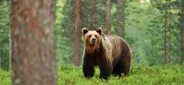De quoi est constituée la litière de l'ours dans son abri ?