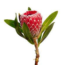 Donnez le nom usuel de cette fleur ?