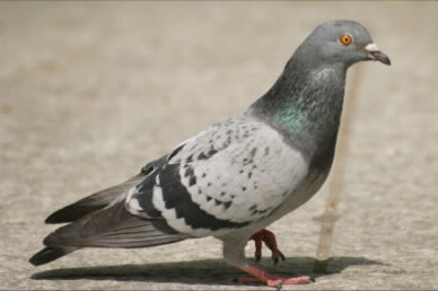 Quel est le nom du pigeon empaillé de Louis ?