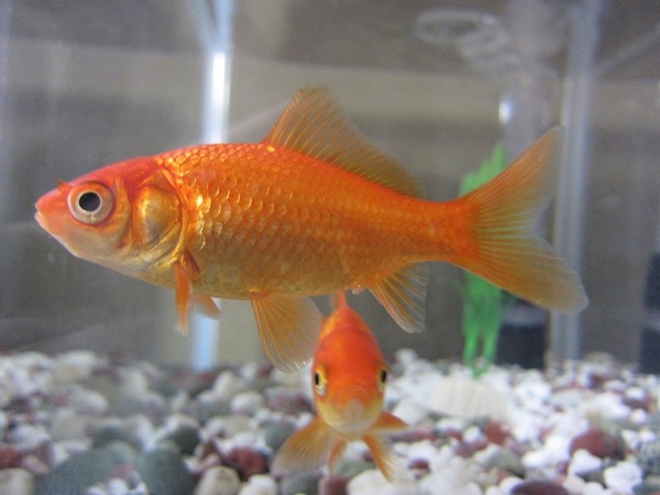 Dans de bonnes conditions, combien de temps environ peut vivre un poisson rouge ?