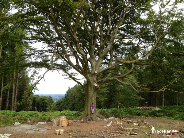 Quel grand arbre rencontrez-vous si vous vous baladez dans la forêt de Brocéliande, en Bretagne ?