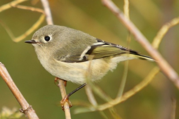 C'est l'un des plus minuscules oiseaux de nos contrées !