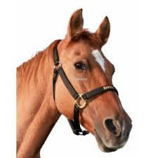 Comment appellle-t-on le nez d un cheval ?