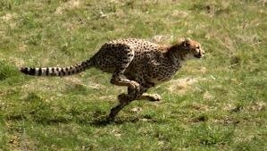 Quelle est la vitesse maximale d'un guépard ?