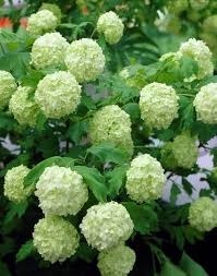 Donner le nom botanique du Viburnum :