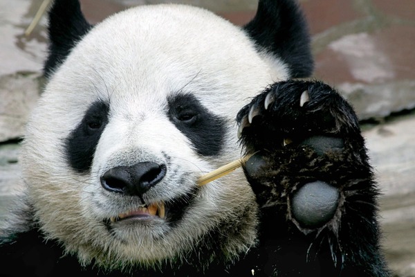 Combien pèse un bébé panda ?