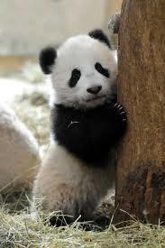 Combien de kilo de bambous mange le panda par jour ?