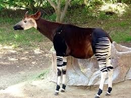 C'est l'un des derniers grands mammifères qui fut découvert (en 1901), il vit dans les forêts tropicales de la RDC, il est solitaire et possède des ossicônes comme les girafes...