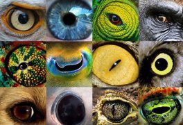 Que voit-on dans les pupilles des animaux ?