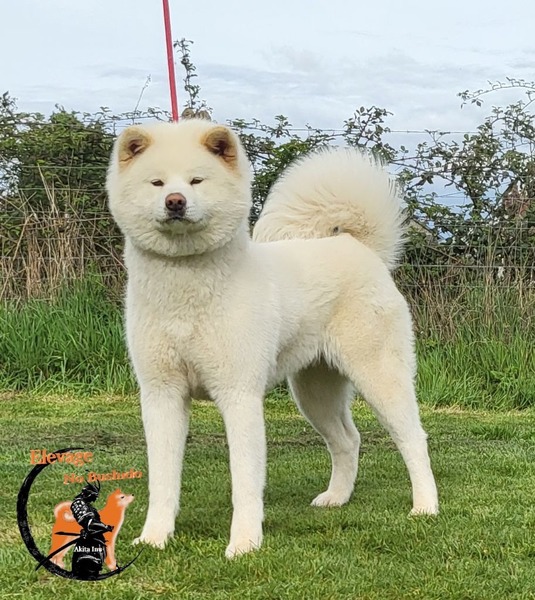 L' Akita Inu est une race :