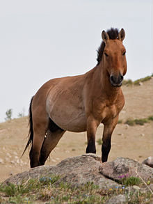 Comment appelle-t-on le cheval de la préhistoire mongol ?