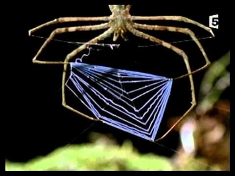 Que fait l'araignée gladiateur pour bien viser sa proie ?
