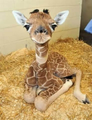 Comment s'appelle le bébé de la girafe ?