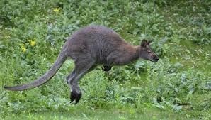 A quel animal ressemble le wallaby ?