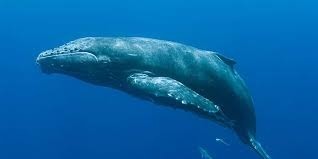Les baleines ont des poumons