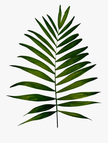 Donnez le nom usuel, le nom botanique et la famille de ce feuillage ?
