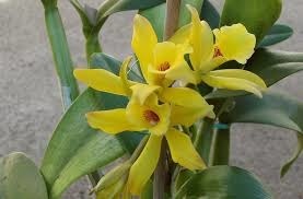 Quelle épice est constituée par le fruit de certaines orchidées ?