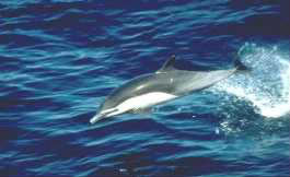 Combien existe-t-il d'espèces de dauphins ?