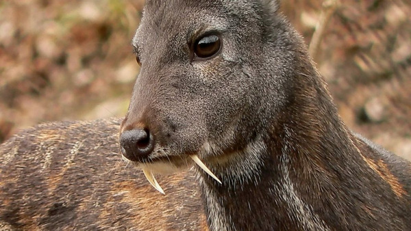 Non, ce petit cervidé d'Asie n'est pas apparenté à Dracula, pourtant on le surnomme bien cerf vampire, mais son véritable nom est ...