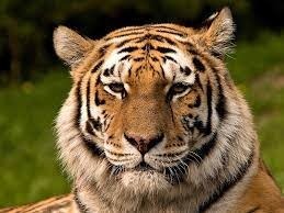 Le tigre vit en Afrique.