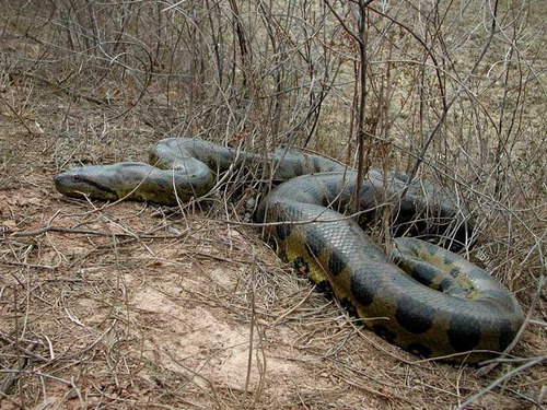 Quel est ce serpent parmi les plus grands du monde ?