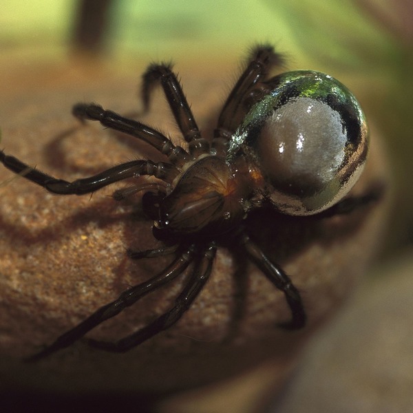 Elle est la seule espèce d'araignée capable de vivre presque intégralement sous l'eau, dans une bulle d'air, et de se nourrir d'alevins de poissons !