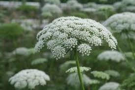 Donnez le nom usuel de cette fleur :