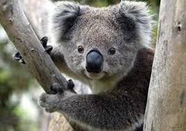 D'où vient le koala ?