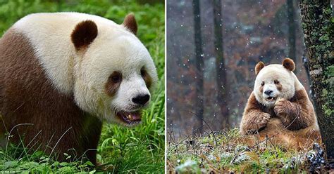 Comment existe-t-il de pandas bruns dans le monde ?