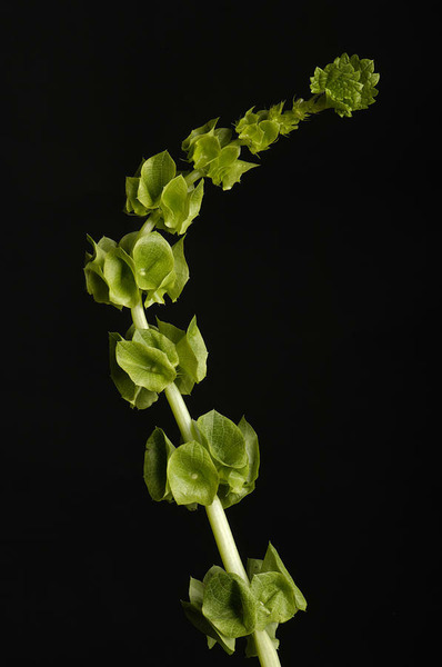 Donnez le nom usuel et le nom botanique de cette fleur ?