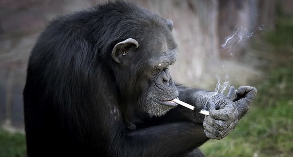 Les singes ne peuvent pas fumer.