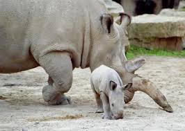 Le bébé rhinocéros mange quoi ?