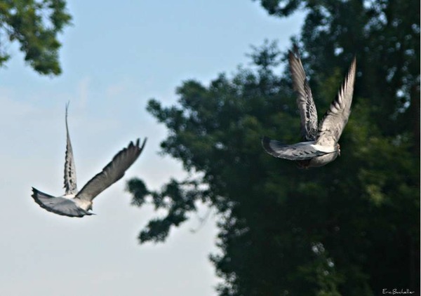 Comment appelle-t-on les concours de pigeons voyageurs au-delà de 800 km ?