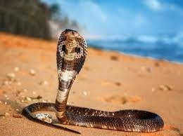Quel nom scientifique (ou genre) est attribué au cobra ?