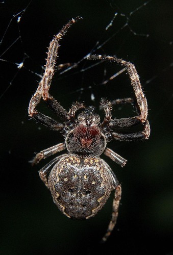 L' araignée des fissures :