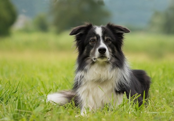 Le Border Collie est une race de chien...