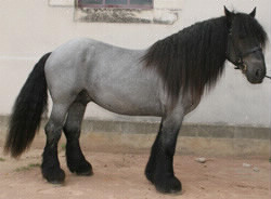 À quelle race appartient ce cheval ?