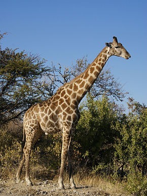 Quelle est la taille moyenne d'une femelle girafe adulte ?
