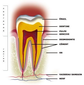 Quel est le principal composant d’une dent ?