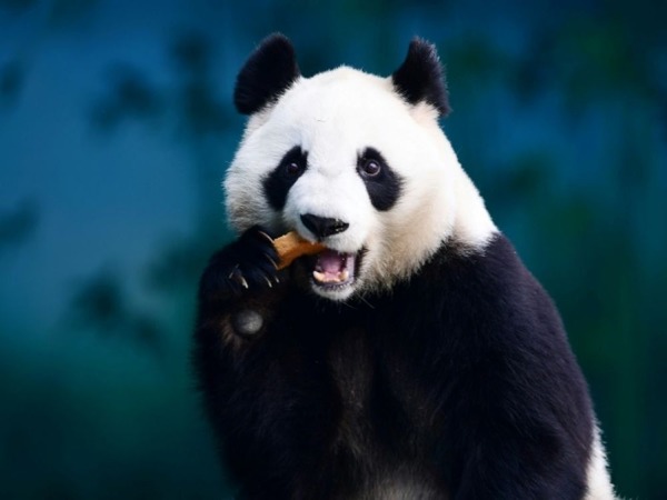 Quelle est la particularité du panda ?