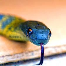 Combien existe-il environs d'espèces de serpent dans le monde ?