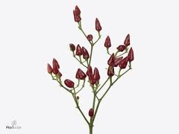 Donnez le nom usuel, le nom botanique et la famille de cette fleur ?