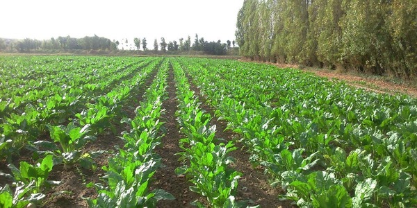 La betterave sucrière se cultive dans les régions au climat :