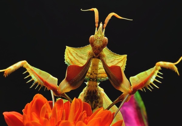 Cet insecte est une mante, elle porte un nom satanique !