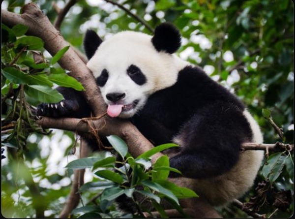 Est-ce que le panda est un animal en voie d’extinction, très menacé ?